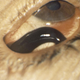 Illustration for article titled Just Discovered: A Leech With Giant Teeth That Lives In Your Nose